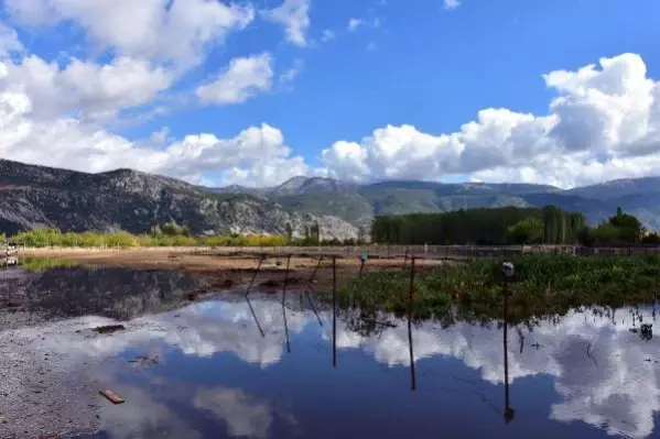 Muğla'da şiddetli yağış; tarım arazilerini su bastı, hayvanlar öldü