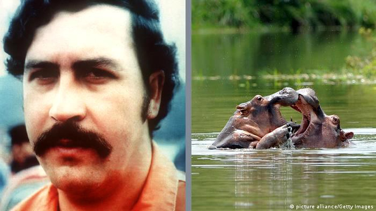 Pablo Escobar\'ın su aygırları kısırlaştırıldı