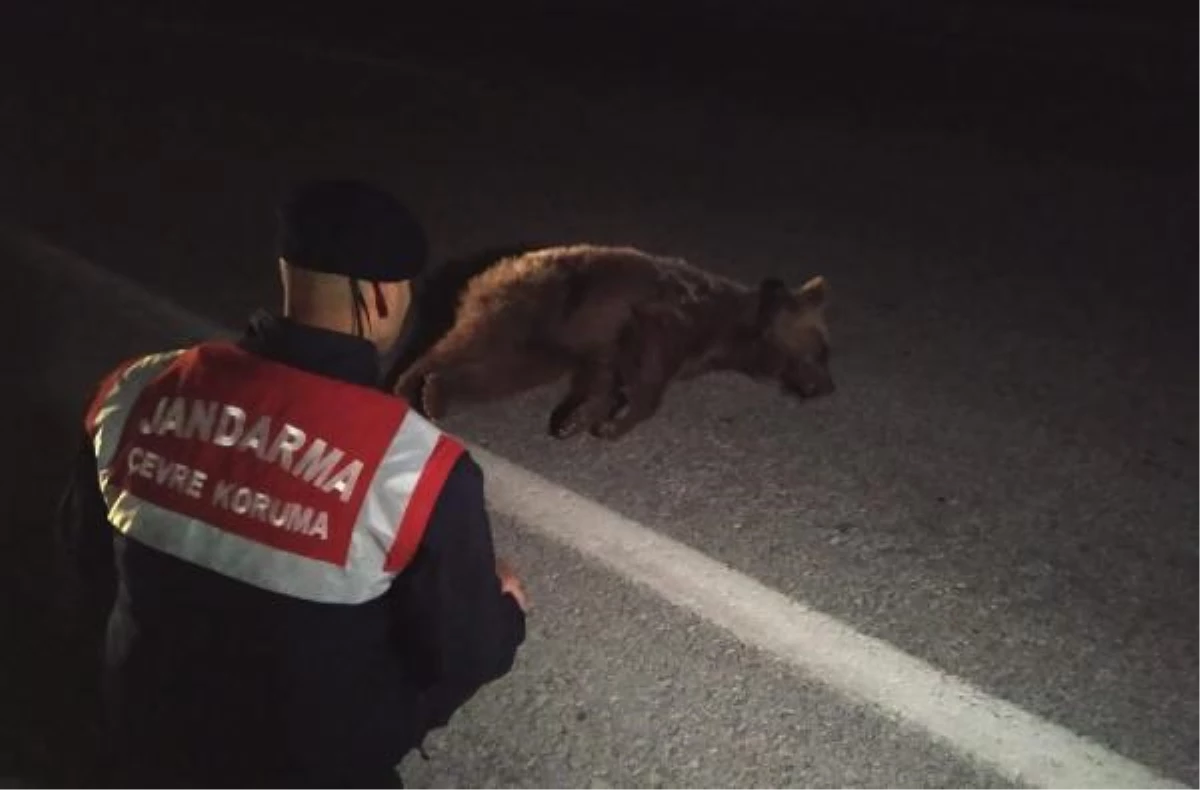 Yolda yaralı bulunan ayı tedaviye alındı