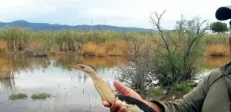 Fırtınada bahçeye düşen 'küçük balaban', bakım sonrası doğaya salındı