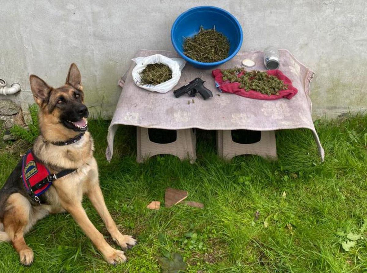 Karasu\'da 1,5 kilo kubar esrar ve kurusıkı tabanca ele geçirildi