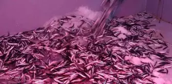 Karadeniz hamsisi yüzleri güldürüyor