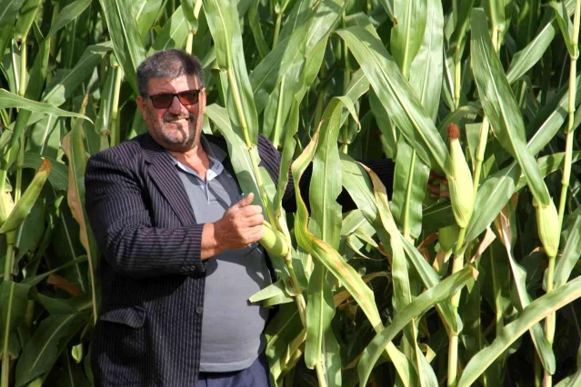 Konya'da silajlık mısır üretimi arttı