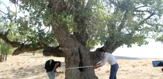 400 yıllık meşe ağaçları tespit edildi