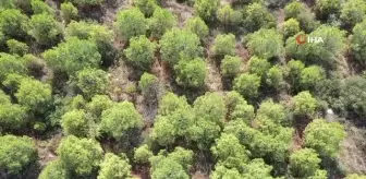 Osmangazi'de 'yeşil' dönüşüm