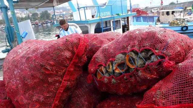 Kıyı balıkçıları palamutta umduğunu bulamayınca deniz salyangozuna yöneldi
