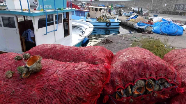 Kıyı balıkçıları palamutta umduğunu bulamayınca deniz salyangozuna yöneldi