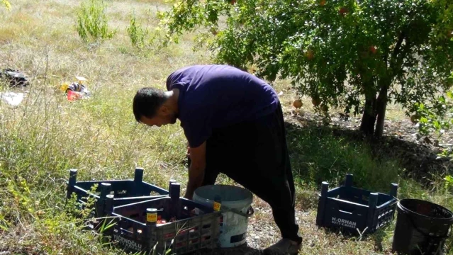 Tescilli Kuytucak narı üreticisinin yüzünü güldürdü