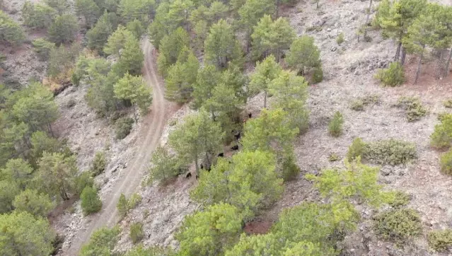 Uşak'ta jandarma, kaybolan keçileri drone ile buldu