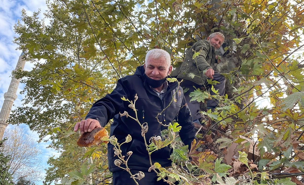 Edirne\'de 160 yıllık ağaçtan toplanan bal vatandaşlara ikram edildi