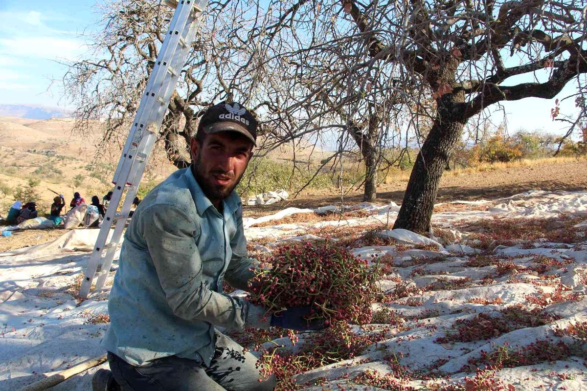 Fiyatı altınla yarışıyor, hasadına başlandı