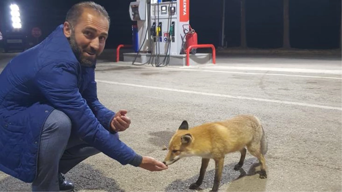 Milli futbolcunun babası Hüseyin Çalhanoğlu tatil için geldiği memleketinde tilkiyi eliyle besledi