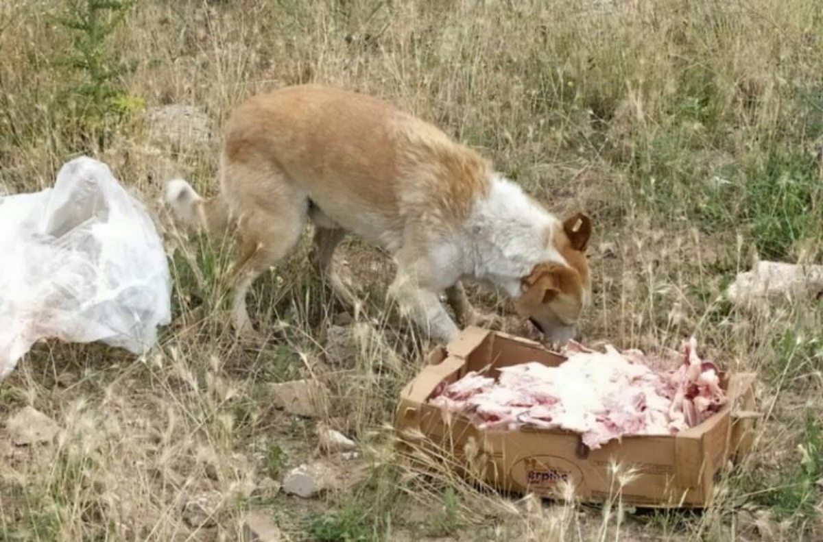 Havaların soğumasıyla sokak hayvanlarının beslenme sıkıntısı artmaya başladı