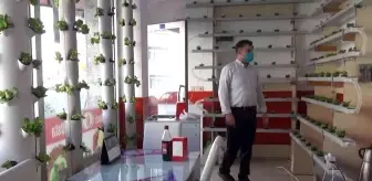 Köfte dükkanında marul yetiştiriyor, müşteriler dekor sanıyor