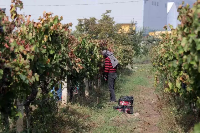 Üreticiler isyanda! Üzüm tarlada 2 lira, markette 10 lira