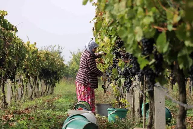 Tarlada 2, markette10 lira! Üzüm üretici isyan ediyor