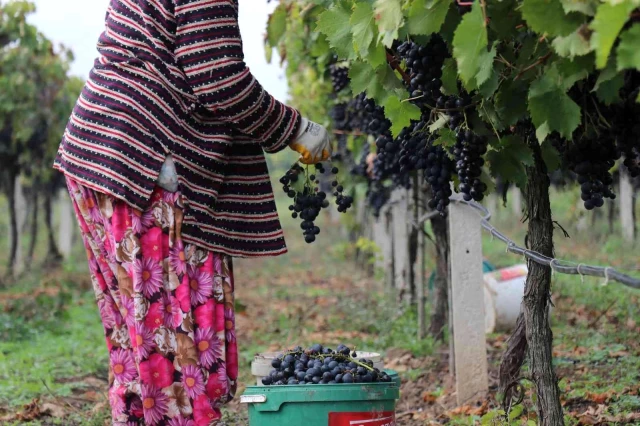 Tarlada 2, markette10 lira! Üzüm üretici isyan ediyor