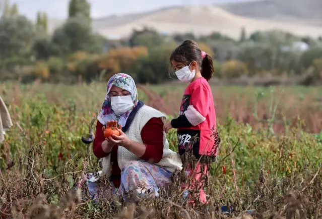 Türk kadınlarının ürettiği ev yapımı salçalar Avrupa yolunda