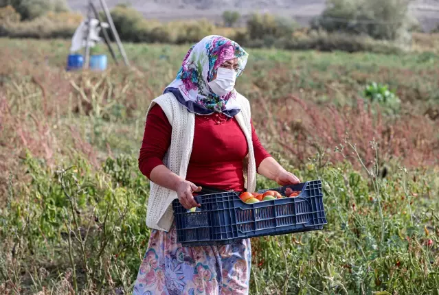 Türk kadınlarının ürettiği ev yapımı salçalar Avrupa yolunda