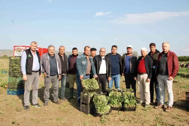 Üretici ve işçileri zehirli ıspanak iddiaları vurdu: Haller ıspanak almıyor Üretici ve işçileri zehirli ıspanak iddiaları vurdu: Haller ıspanak almıyor