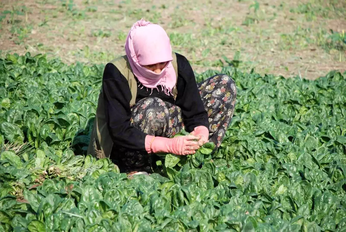 Giresun\'da yaşanan zehirlenme sonrası üreticiler ve işçiler konuştu: Zehirli olan ıspanak değil
