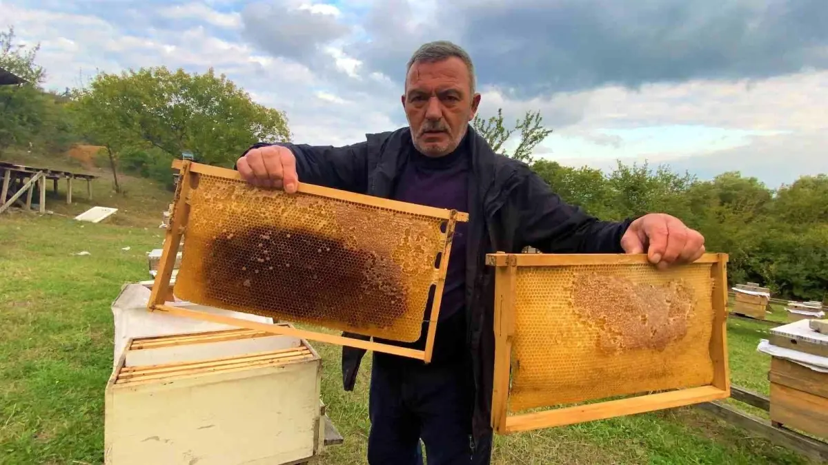 26 kovan içinde 200 kilo balını çaldılar