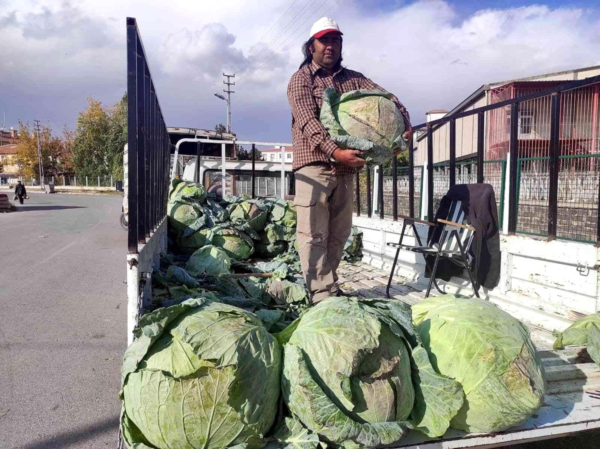 35 kiloluk lahanalar şaşkına çeviriyor