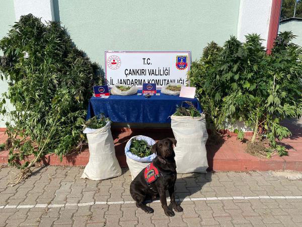 Çankırı\'da 13 kilo esrara 1 tutuklama