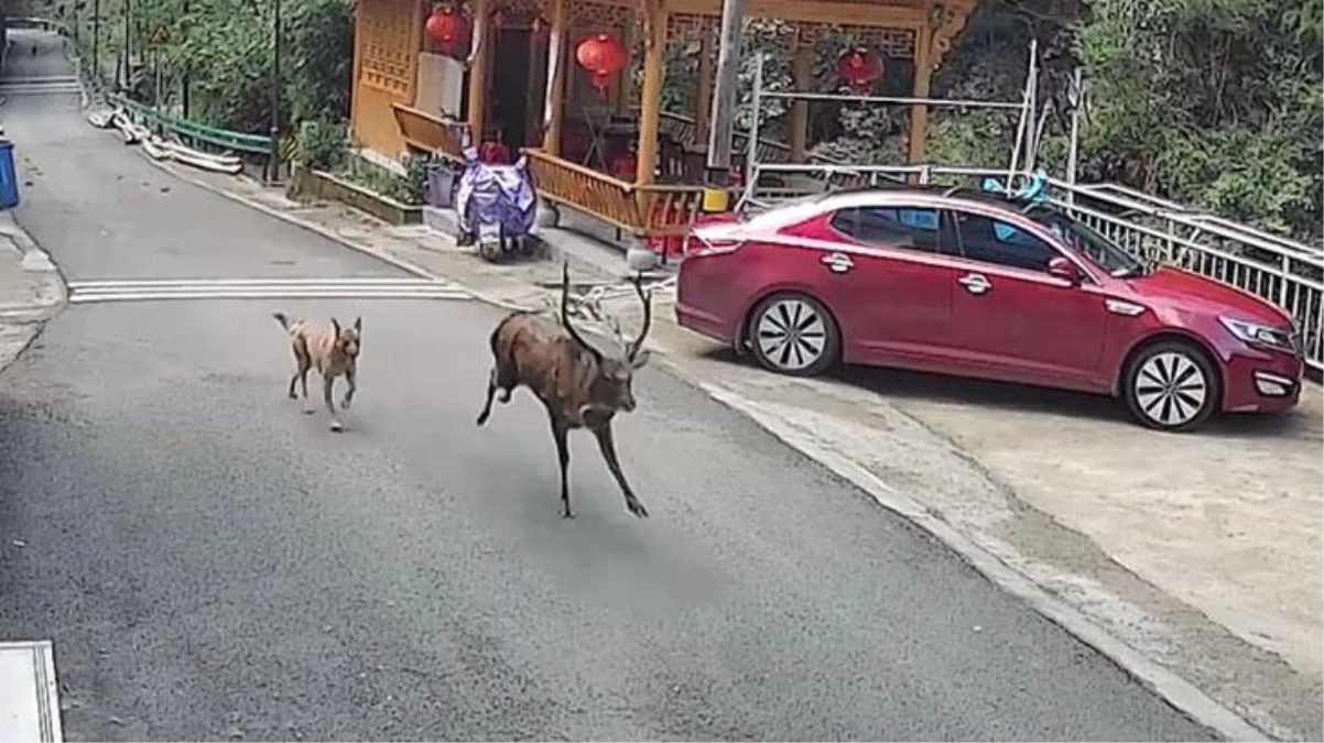 Dört odacıklı midesiyle nesli tükenmekte olan vahşi sika geyiği, Çin\'de köpekten kaçarken görüldü