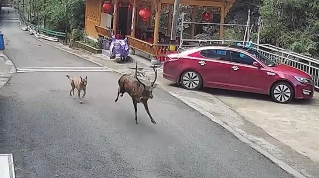 Çin'in doğusundaki Anhui eyaletinde vahşi sika geyiği görüldü Çin'in doğusundaki Anhui eyaletinde vahşi sika geyiği görüldü