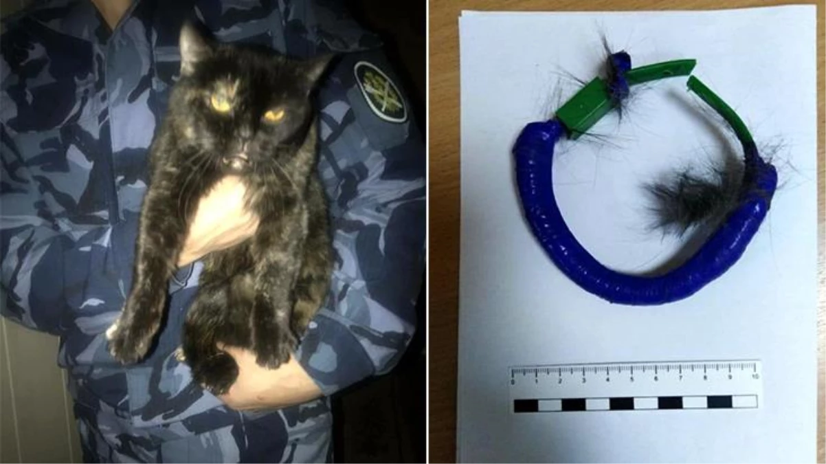 Rusya\'da hapishane içinde uyuşturucu taşıyan kedi suçüstü yakalandı