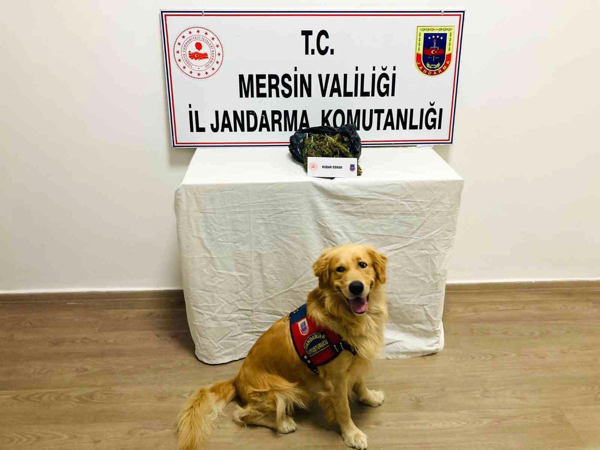 Mersin\'de 1 kilo 173 gram esrar ele geçirildi