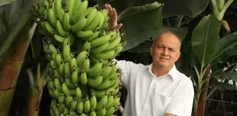 Mersin'de geliştirilen verimi yüksek 6 muz çeşidi için tescil başvurusu yapıldı