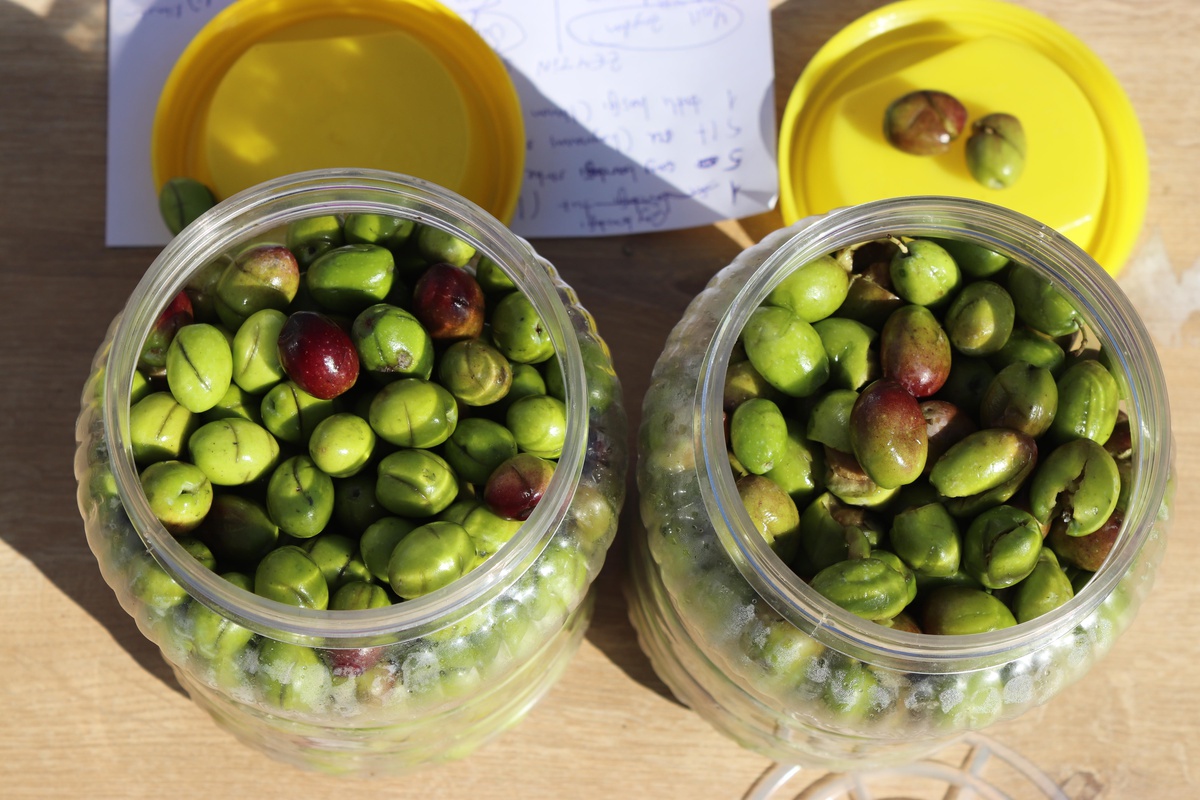 Osmaniye\'de kadınlara zeytin ve turşu yapımı konusunda eğitim verildi
