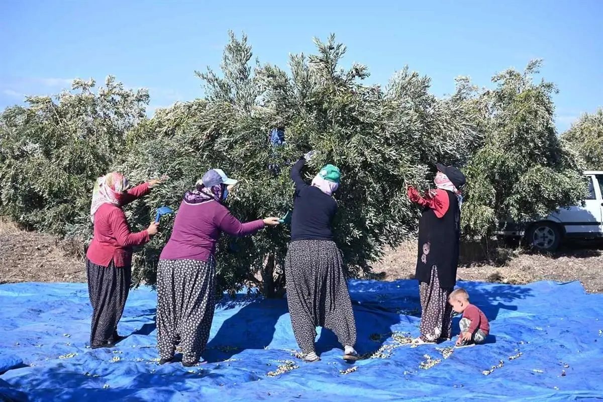 Zeytin hasadı başladı