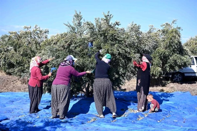 Zeytin hasadı sazlı türkülü başladı