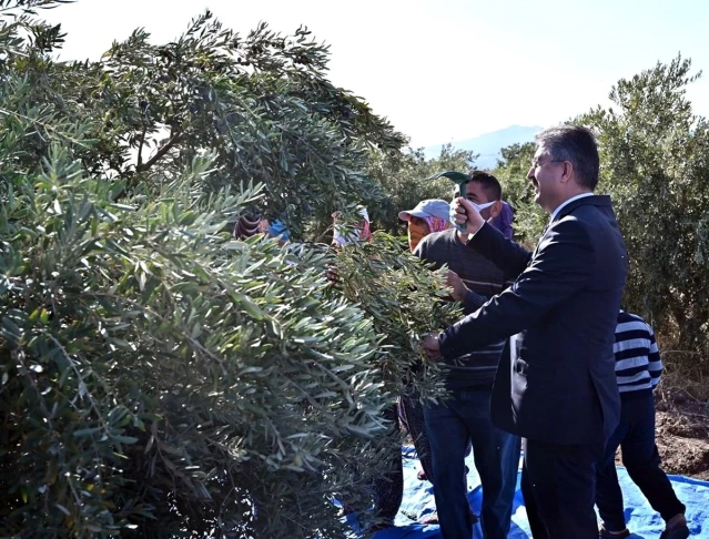 Zeytin hasadı sazlı türkülü başladı