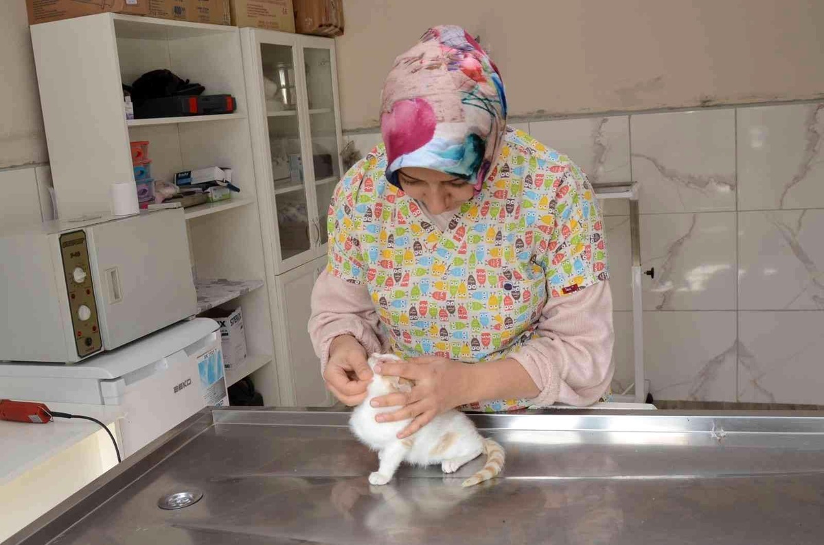 Yaralı kedinin imdadına veteriner hekim yetişti