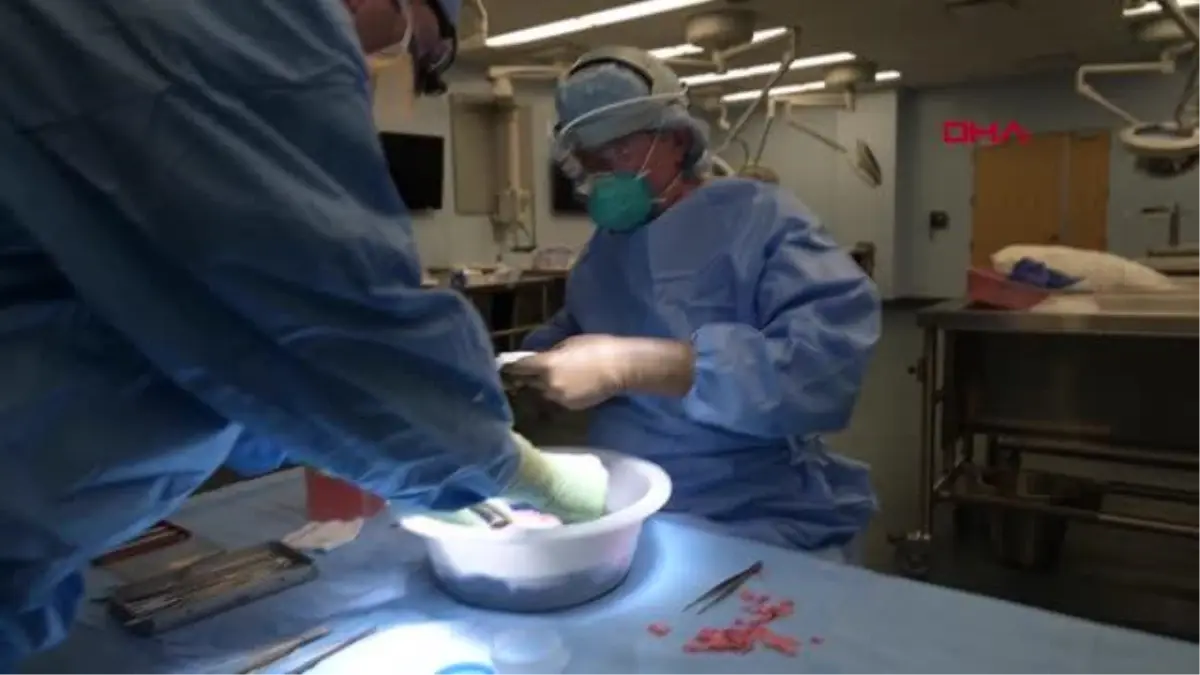 Alternatif organ kaynağı: Domuzdan böbrek nakli