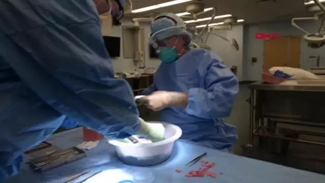 Alternatif organ kaynağı: Domuzdan böbrek nakli Alternatif organ kaynağı: Domuzdan böbrek nakli