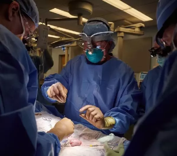 Alternatif organ kaynağı: Domuzdan böbrek nakli