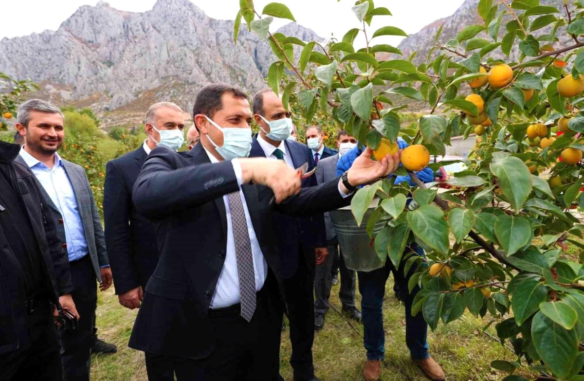 Amasya\'da cennet hurması hasadı başladı: 600 tondan fazla rekolte bekleniyor
