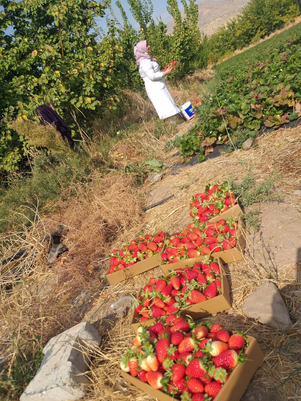 Kale çileği kadınlara ve gençlere gelir kapısı olacak