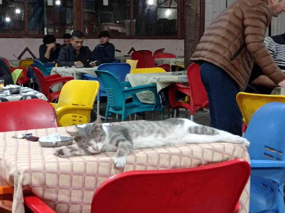 Osmaneli\'nde iç ısıtan bir görüntü
