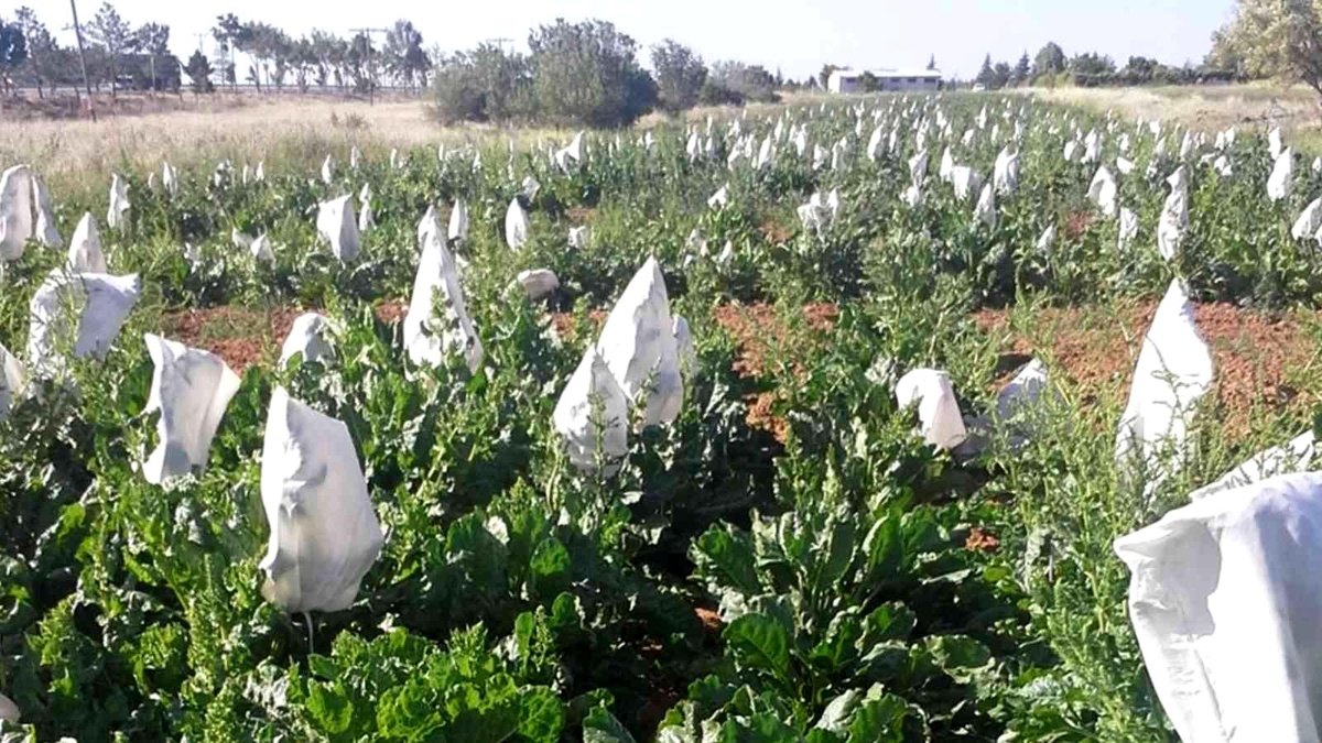 Selçuk Üniversitesi yerli hibrit tohum geliştirdi