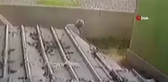 Sokak köpeğine sopayla saldıran sanıktan 'Ben de hayvanseverim' savunması