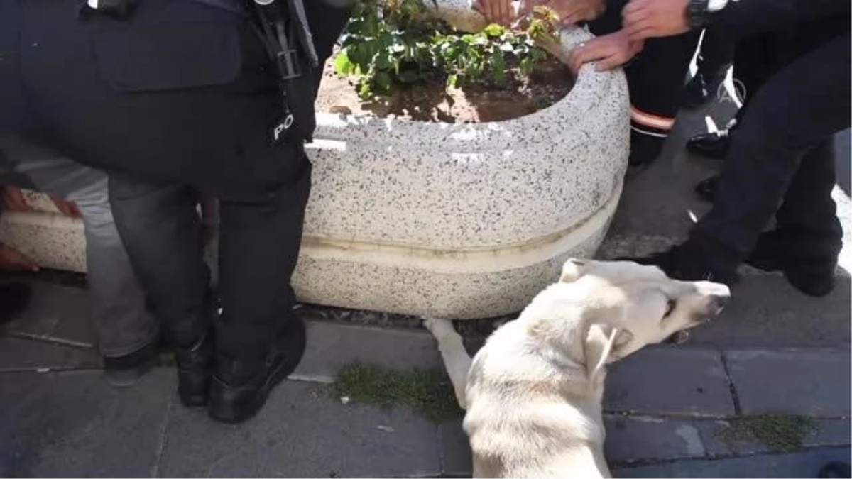 Beton saksıya ayağı sıkışan köpek kurtarıldı