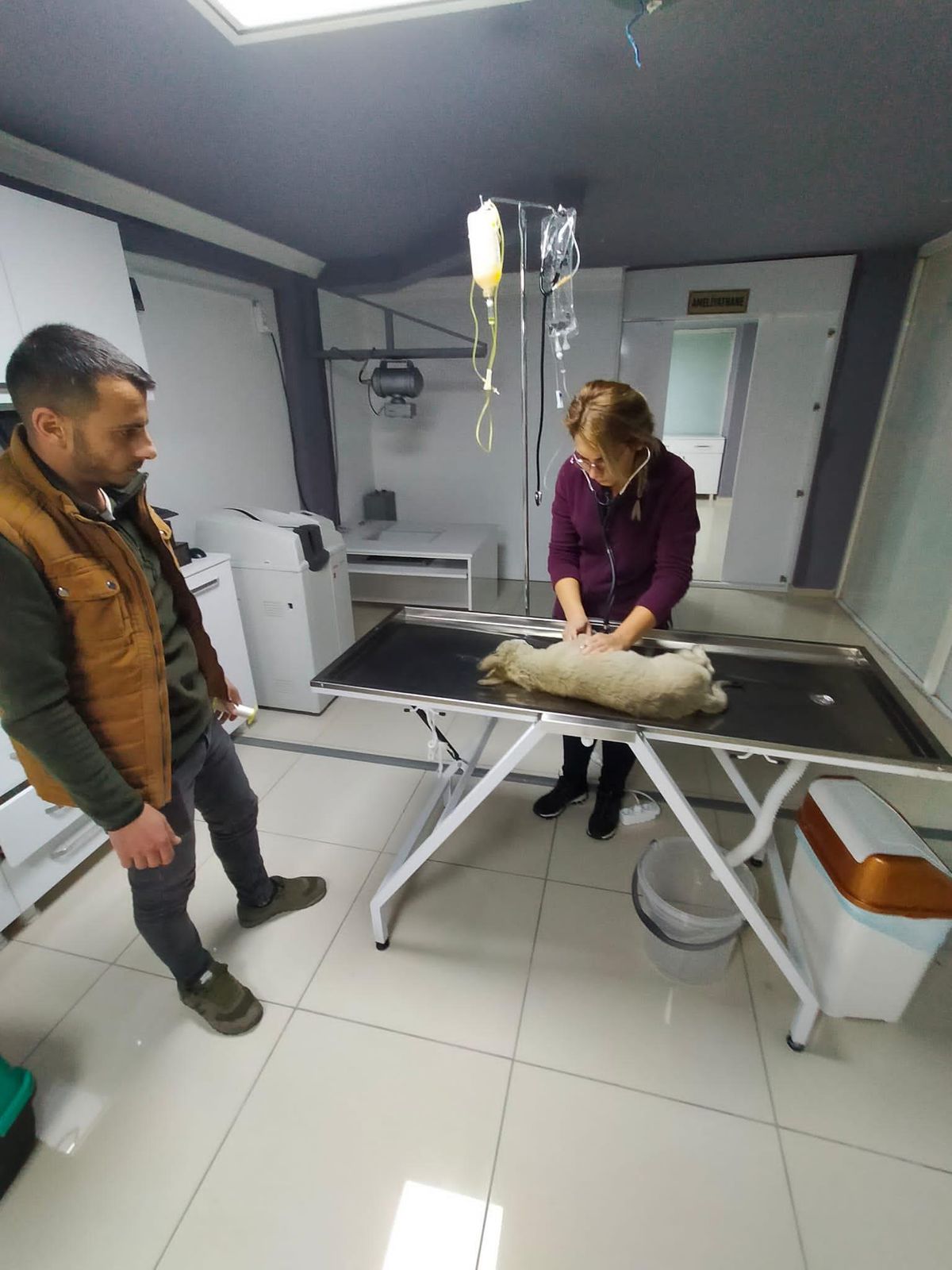 Bilecik\'te araç çarpması sonucu yaralanan yavru köpek tedavi altına alındı