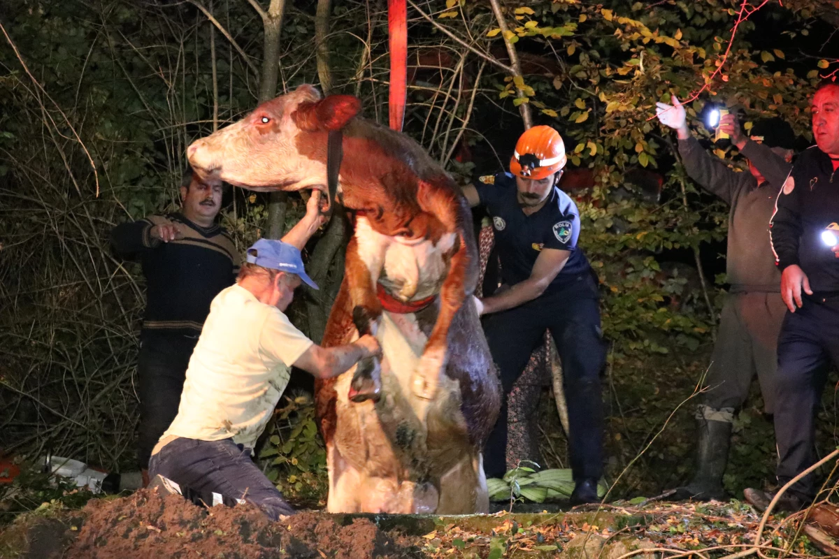 Kuyuya düşen ineği itfaiye çıkardı