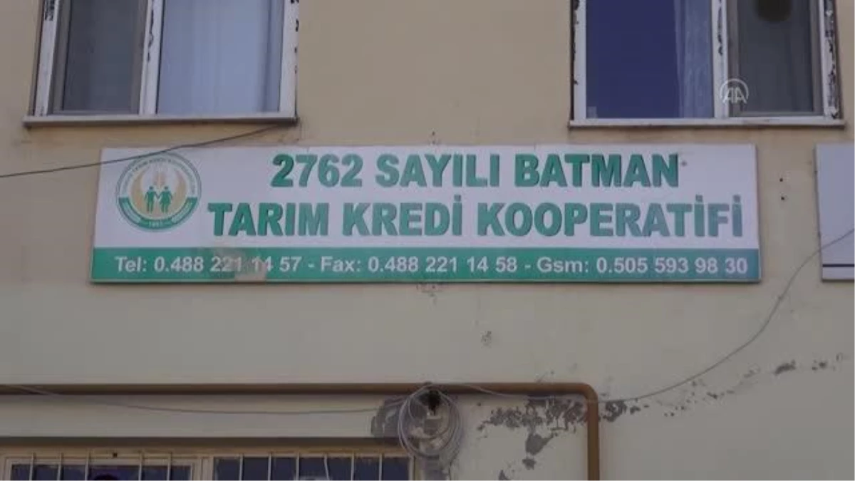 Çiftçilere hibe destekli kırmızı mercimek tohumu dağıtıldı